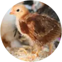 NUTRIÇÃO AVES