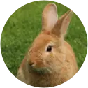 NUTRIÇÃO ROEDORES