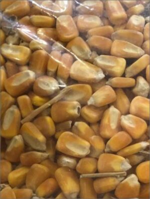 MILHO EM GRAOS 1KG
