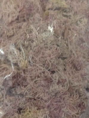MUSGO SPHAGNUM 3LT TERRAL
